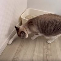 猫トイレと猫