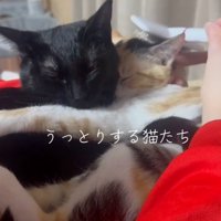 毛づくろいをしている猫
