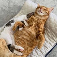 眠る猫