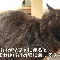 テロップ「パパがソファに座ると～」