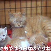 ケージの中にいる親子猫