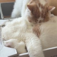 寝る猫と猫吸いする猫