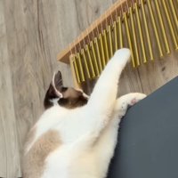 夢中でウインドチャイムを触る猫