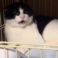 鳴く猫