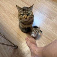 成猫と子猫