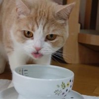 水を飲んでいる猫