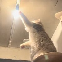光りだした電球にさわる猫