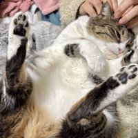 へそ天で飼い主に頭を触られている猫