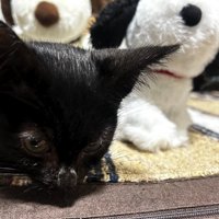 寝ている黒猫の子猫