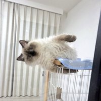 天板からはみ出ながら寝そべる猫