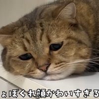 しょんぼりとした表情のアップ