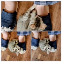 足元にいる子猫