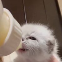 哺乳瓶からミルクを飲む子猫
