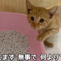 トレイに隠れる子猫
