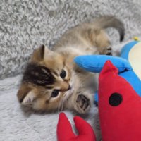 えびのぬいぐるみを見つめる子猫
