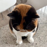 頭を差しだす猫