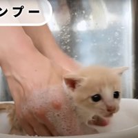 シャンプーされている子猫
