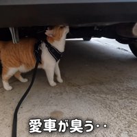 車のにおいを嗅ぐ猫