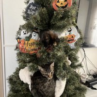 クリスマスツリーに登る猫