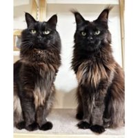 並んでいる猫たち