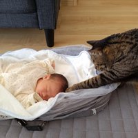 猫と赤ちゃん