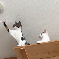 じゃれる猫と見守る猫