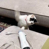 ドライヤーにパンチする三毛猫