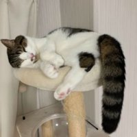 室内にいる猫