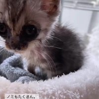 ボロボロの子猫