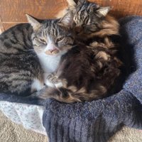 寄り添って眠るキジトラハチワレとキジトラ長毛