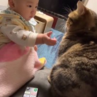猫に触ろうとする赤ちゃん