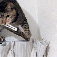 カーテンレールの上でふり返る猫