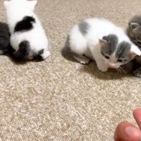 絨毯の上の四匹の子猫