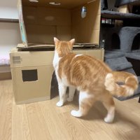 覗く猫