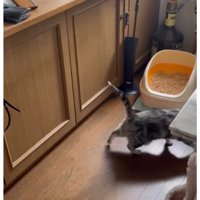 廊下にいる猫