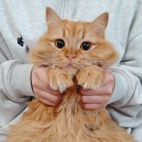 抱っこされる猫