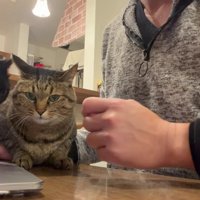 左からやって来る黒猫の貫太さん