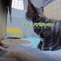 ケージの中の猫