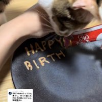ちゅーるで文字を書いている様子を見つめる猫