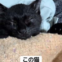 猫の寝顔