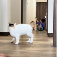 廊下で遊んでいる子どもと子猫