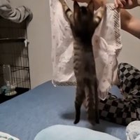 ハンカチにジャンプする子猫