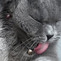 舌を出している猫のアップ写真1