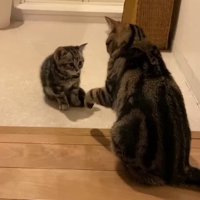 向かい合う2匹の猫