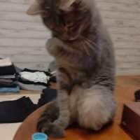 乙女な猫