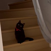 扉のむこうの猫さん