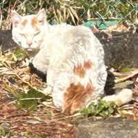 野良猫時代のこめちちゃん