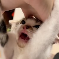 怒る子猫の表情