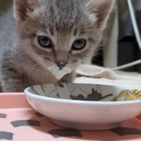 口の周りが白い子猫
