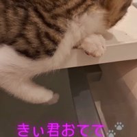 近くにやってきた猫を見つめる子猫